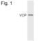 Valosin Containing Protein antibody, MA3-004, Invitrogen Antibodies, Western Blot image 