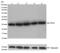 Ribosomal Protein S6 antibody, 701374, Invitrogen Antibodies, Western Blot image 