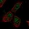 PTTG antibody, NBP2-57370, Novus Biologicals, Immunofluorescence image 