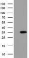 Short Chain Dehydrogenase/Reductase Family 9C Member 7 antibody, CF501724, Origene, Western Blot image 