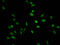 Histone Cluster 1 H1 Family Member E antibody, LS-C670378, Lifespan Biosciences, Immunofluorescence image 