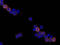 Lymphocyte antigen 6A-2/6E-1 antibody, AF1226, R&D Systems, Western Blot image 