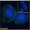 BLNK antibody, 45-025, ProSci, Western Blot image 