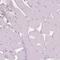 Deoxyribonuclease 2, Lysosomal antibody, HPA066185, Atlas Antibodies, Immunohistochemistry frozen image 