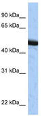 PCIF1 antibody, TA342120, Origene, Western Blot image 