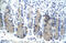 ELF3 antibody, ARP36846_P050, Aviva Systems Biology, Immunohistochemistry frozen image 