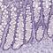 Sperm Flagellar 1 antibody, HPA050786, Atlas Antibodies, Immunohistochemistry frozen image 