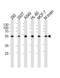 Dickkopf WNT Signaling Pathway Inhibitor 3 antibody, LS-C98295, Lifespan Biosciences, Western Blot image 