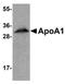 Apolipoprotein A1 antibody, NBP1-77008, Novus Biologicals, Western Blot image 