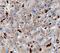 HGFIN antibody, AF2550, R&D Systems, Immunohistochemistry paraffin image 