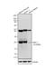 Class A basic helix-loop-helix protein 15 antibody, MA1-517, Invitrogen Antibodies, Western Blot image 