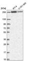 HEAT Repeat Containing 5B antibody, NBP2-55762, Novus Biologicals, Western Blot image 