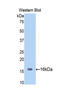 NAD-dependent deacetylase sirtuin-7 antibody, LS-C296454, Lifespan Biosciences, Western Blot image 