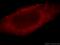 Lactate Dehydrogenase B antibody, 19988-1-AP, Proteintech Group, Immunofluorescence image 