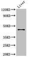 Rh Blood Group D Antigen antibody, LS-C679320, Lifespan Biosciences, Western Blot image 