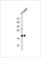 Eukaryotic Translation Initiation Factor 4E Binding Protein 2 antibody, LS-B10370, Lifespan Biosciences, Western Blot image 