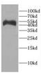 CCAAT/enhancer-binding protein alpha antibody, FNab01579, FineTest, Western Blot image 