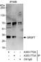 Serine/arginine-rich splicing factor 7 antibody, A303-772A, Bethyl Labs, Immunoprecipitation image 