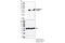 Akt antibody, 4056S, Cell Signaling Technology, Western Blot image 