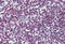 Forkhead Box O3 antibody, MBS245568, MyBioSource, Immunohistochemistry frozen image 