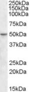 TEA Domain Transcription Factor 2 antibody, TA305910, Origene, Western Blot image 
