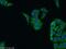 Ring Finger Protein 26 antibody, 16802-1-AP, Proteintech Group, Immunofluorescence image 