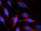 Mitogen-Activated Protein Kinase Kinase Kinase 21 antibody, 24395-1-AP, Proteintech Group, Immunofluorescence image 