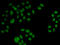 2'-5'-Oligoadenylate Synthetase 1 antibody, 18-692, ProSci, Immunofluorescence image 