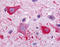CMKLR1 antibody, TA340938, Origene, Immunohistochemistry paraffin image 