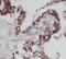 Ceramide glucosyltransferase antibody, FNab09235, FineTest, Immunohistochemistry frozen image 