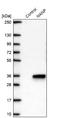 N-Acetylneuraminic Acid Phosphatase antibody, NBP2-13639, Novus Biologicals, Western Blot image 