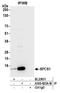 Signal Peptidase Complex Subunit 1 antibody, A305-823A-M, Bethyl Labs, Immunoprecipitation image 