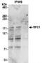 Replication factor C subunit 1 antibody, NB100-230, Novus Biologicals, Western Blot image 