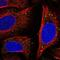 JK antibody, NBP2-58203, Novus Biologicals, Immunofluorescence image 