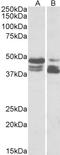 TIP47 antibody, STJ72924, St John