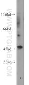 SRY-Box 8 antibody, 20627-1-AP, Proteintech Group, Western Blot image 