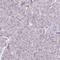 hNinein antibody, HPA005939, Atlas Antibodies, Immunohistochemistry paraffin image 