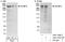 RBP2 antibody, A301-797A, Bethyl Labs, Immunoprecipitation image 