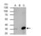 HAP3 antibody, NBP2-19535, Novus Biologicals, Immunoprecipitation image 
