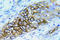 Fibroblast Growth Factor Receptor 1 antibody, AP21029PU-N, Origene, Immunohistochemistry paraffin image 