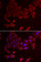 Folliculin antibody, 22-265, ProSci, Immunofluorescence image 