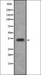 Olfactory Receptor Family 2 Subfamily B Member 3 antibody, orb336429, Biorbyt, Western Blot image 