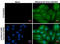 Influenza virus antibody, GTX629883, GeneTex, Immunocytochemistry image 