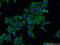 Family With Sequence Similarity 160 Member B1 antibody, 25388-1-AP, Proteintech Group, Immunofluorescence image 