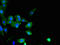 Spermatogenesis And Centriole Associated 1 Like antibody, orb36967, Biorbyt, Immunofluorescence image 