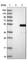 BTB Domain Containing 6 antibody, HPA031355, Atlas Antibodies, Western Blot image 
