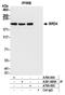 Bromodomain Containing 4 antibody, A700-005, Bethyl Labs, Immunoprecipitation image 