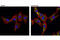 FMR1 Autosomal Homolog 1 antibody, 12295P, Cell Signaling Technology, Immunofluorescence image 