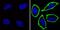 CD44 antibody, NBP2-22530, Novus Biologicals, Immunocytochemistry image 