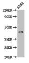 1-Acylglycerol-3-Phosphate O-Acyltransferase 3 antibody, CSB-PA865125LA01HU, Cusabio, Western Blot image 